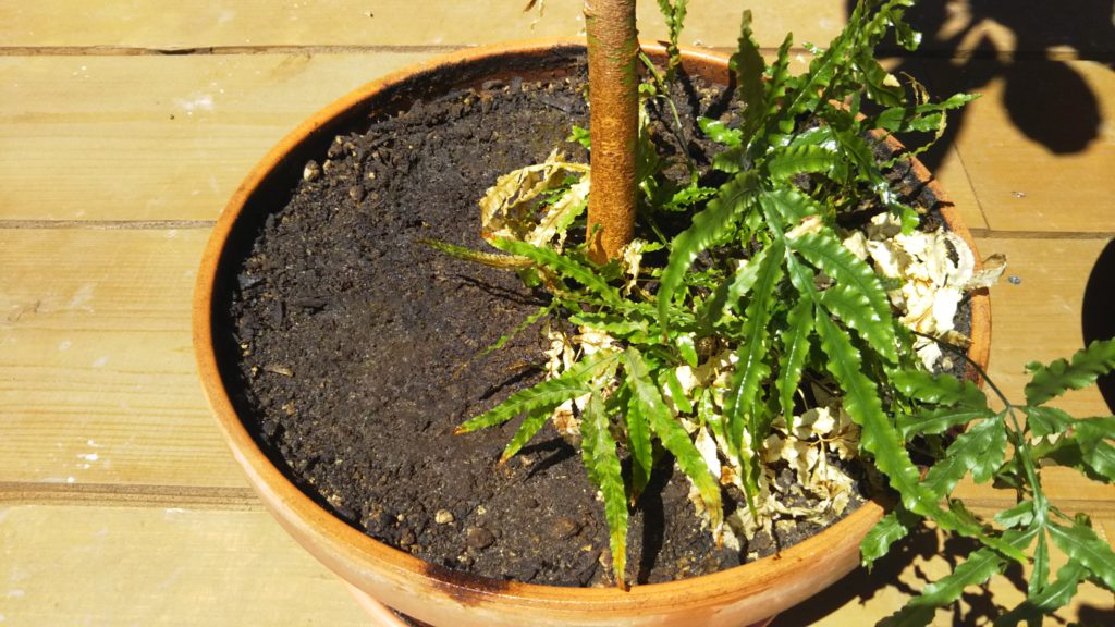観葉植物 鉢植えの土にいる小さい虫を殺虫剤で撃退 植物は枯れる